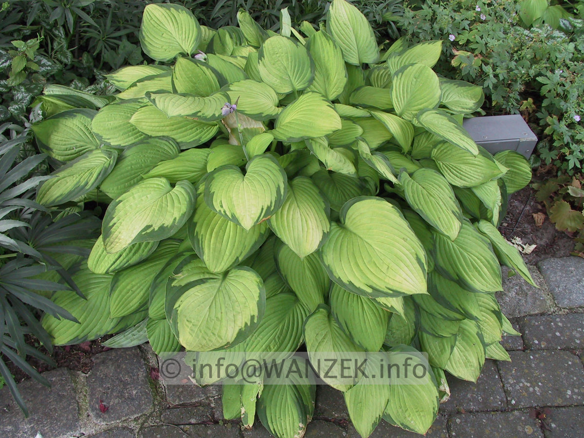 Hosta fortunei Gold Standard - Sol 02.JPG